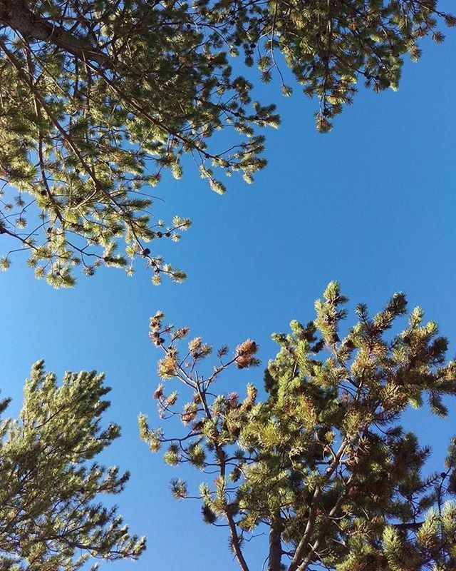 LOW ANGLE VIEW OF TREES AGAINST CLEAR BLUE SKY