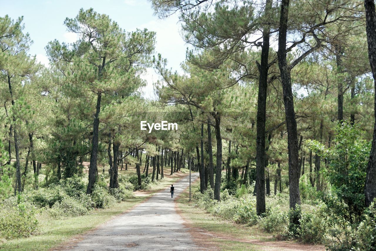 Street amidst trees in forest