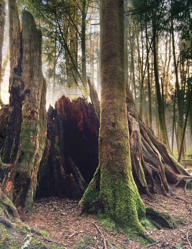 VIEW OF TREES IN FOREST