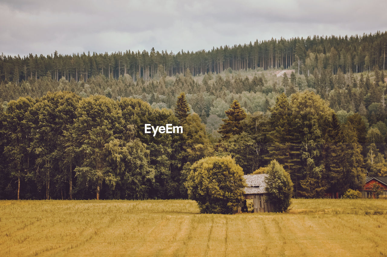 Trees growing in field against sky