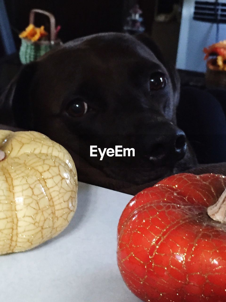 CLOSE-UP OF DOG LOOKING UP