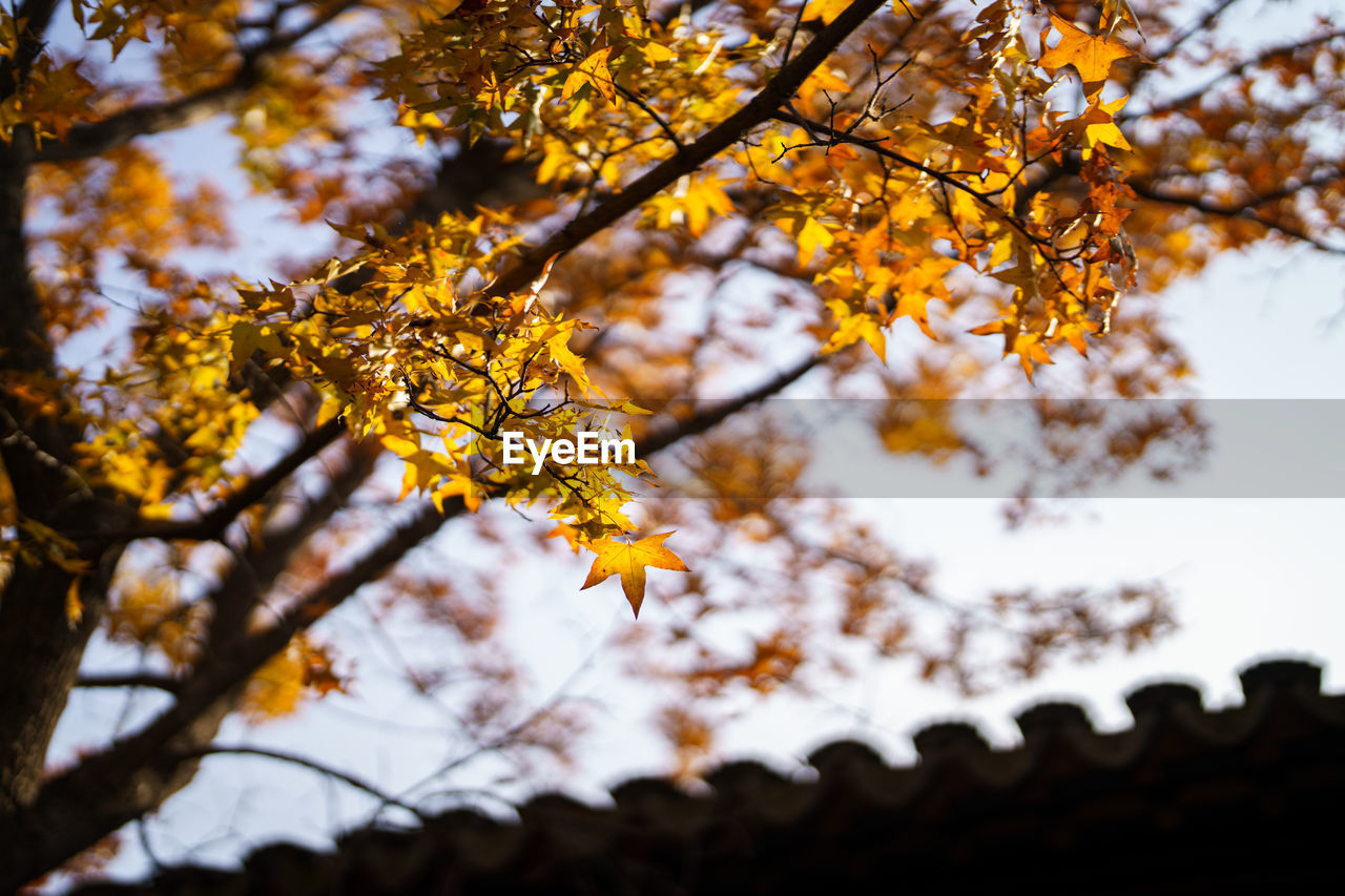 tree, plant, autumn, yellow, branch, nature, sunlight, beauty in nature, leaf, plant part, sky, low angle view, no people, outdoors, day, tranquility, focus on foreground, growth, maple tree, flower, orange color, selective focus, scenics - nature