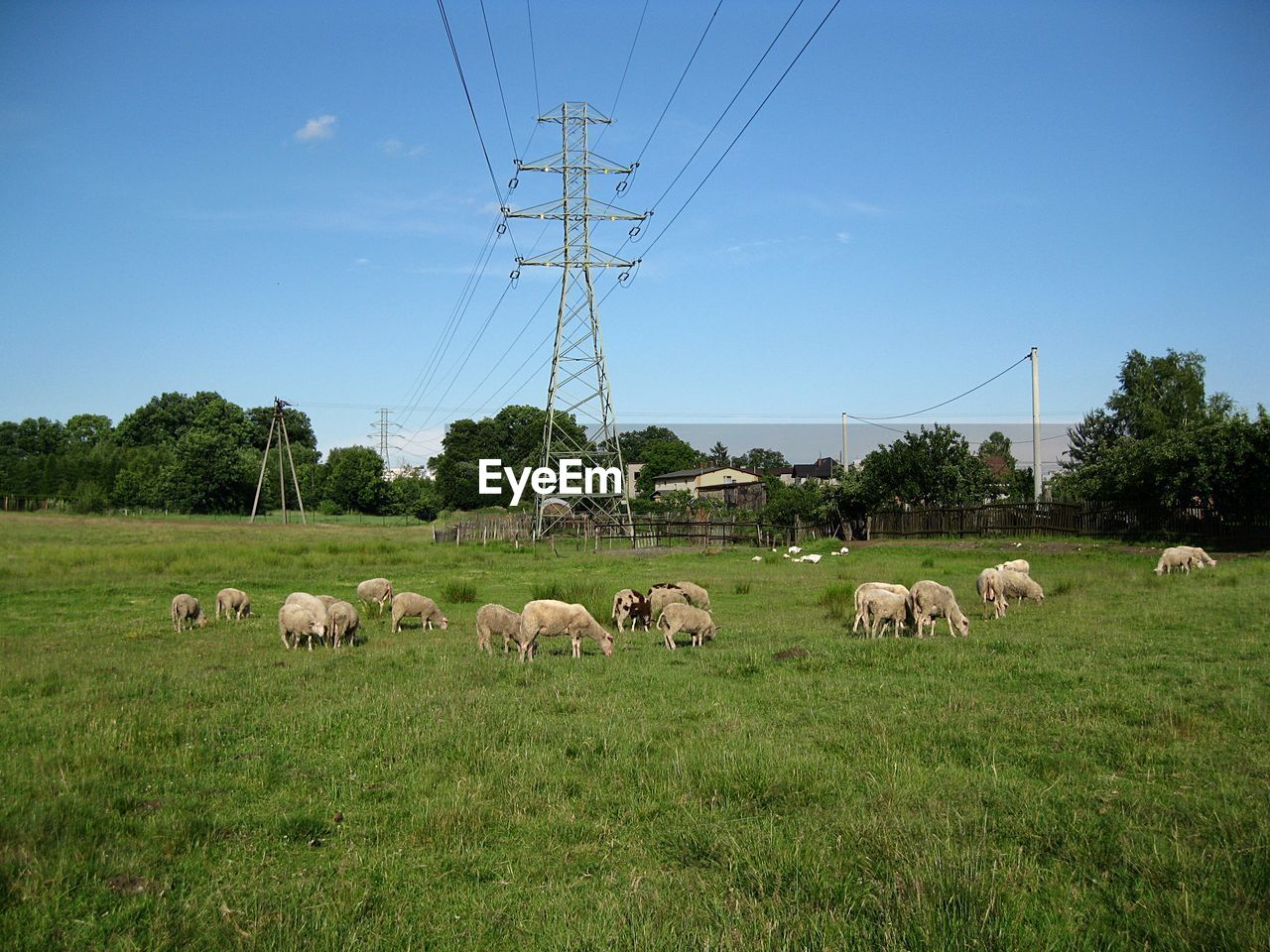 pasture, electricity, mammal, grass, cable, plant, domestic animals, livestock, animal themes, field, sky, agriculture, animal, nature, electricity pylon, group of animals, rural area, power line, landscape, land, grassland, pet, environment, power supply, meadow, rural scene, large group of animals, no people, technology, grazing, power generation, cattle, green, tree, farm, blue, plain, prairie, day, clear sky, natural environment, outdoors, animal wildlife, sheep, herding, flock of sheep, beauty in nature, herd