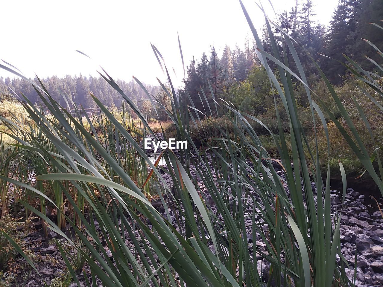 GRASS GROWING IN WATER