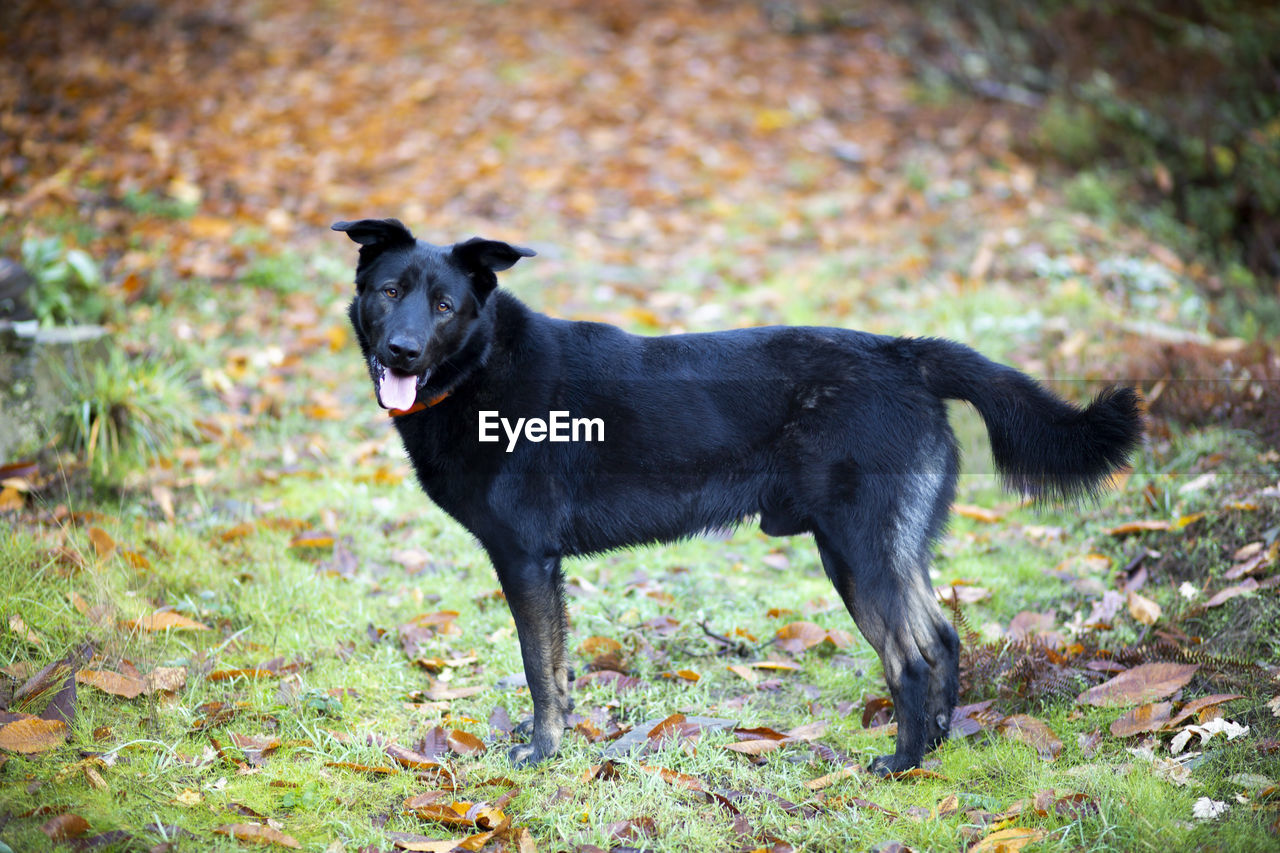 Portrait of black dog standing on land