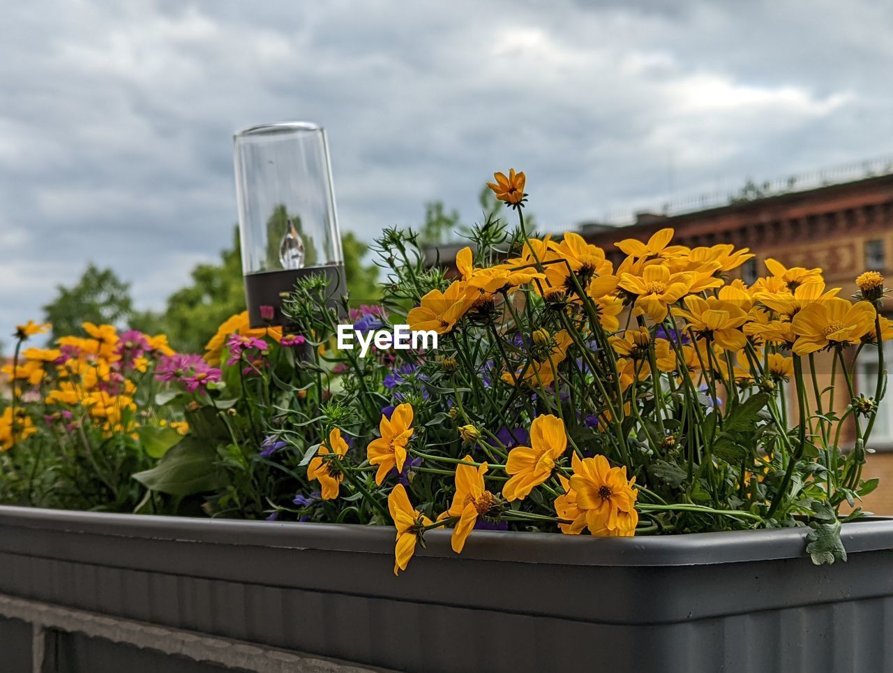 flowering plant, flower, plant, nature, yellow, freshness, cloud, beauty in nature, sky, architecture, growth, no people, multi colored, flower head, sunflower, outdoors, day, floristry, built structure, fragility, building exterior, springtime