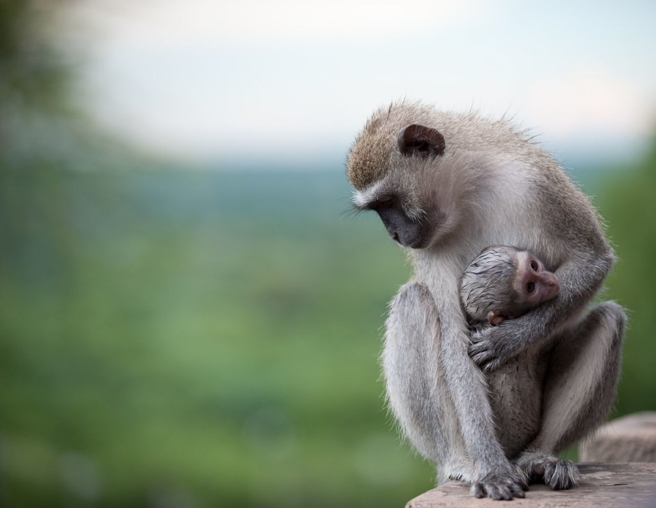 Monkey sitting on a rock holding baby