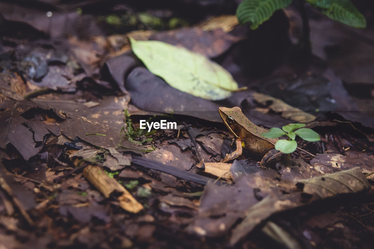 View of frog on ground