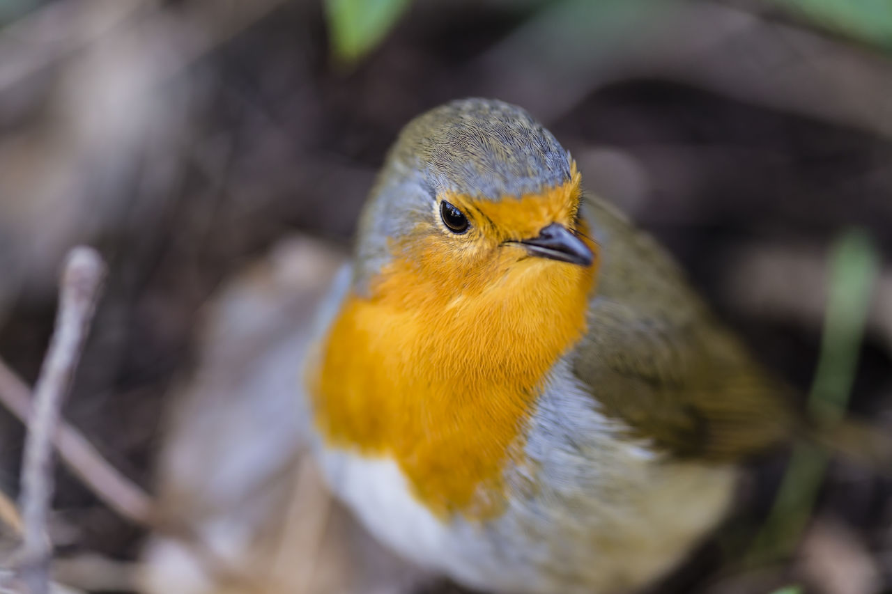 CLOSE-UP OF YELLOW BIRD PERCHING OUTDOORS