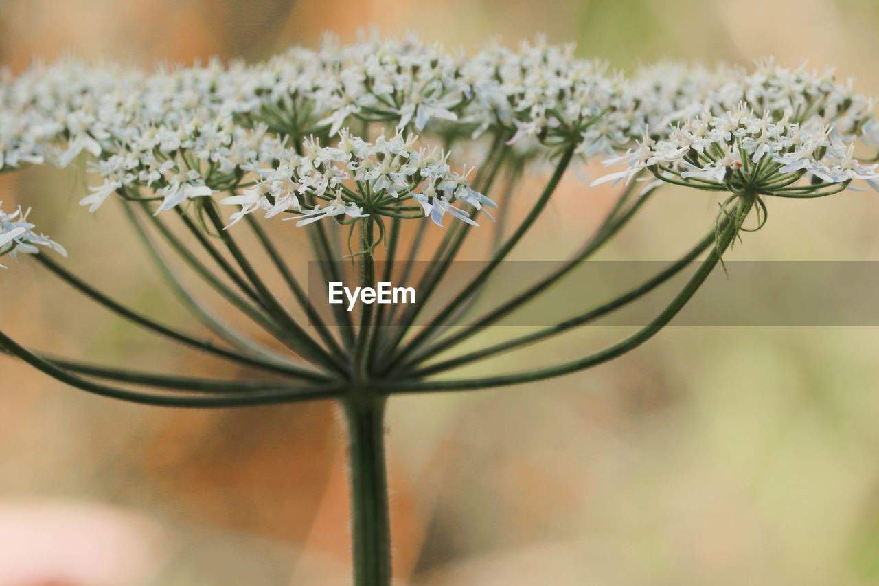 plant, flower, flowering plant, beauty in nature, nature, close-up, freshness, focus on foreground, growth, no people, green, fragility, blossom, selective focus, macro photography, plant stem, flower head, branch, outdoors, wildflower, floristry, inflorescence, springtime, day