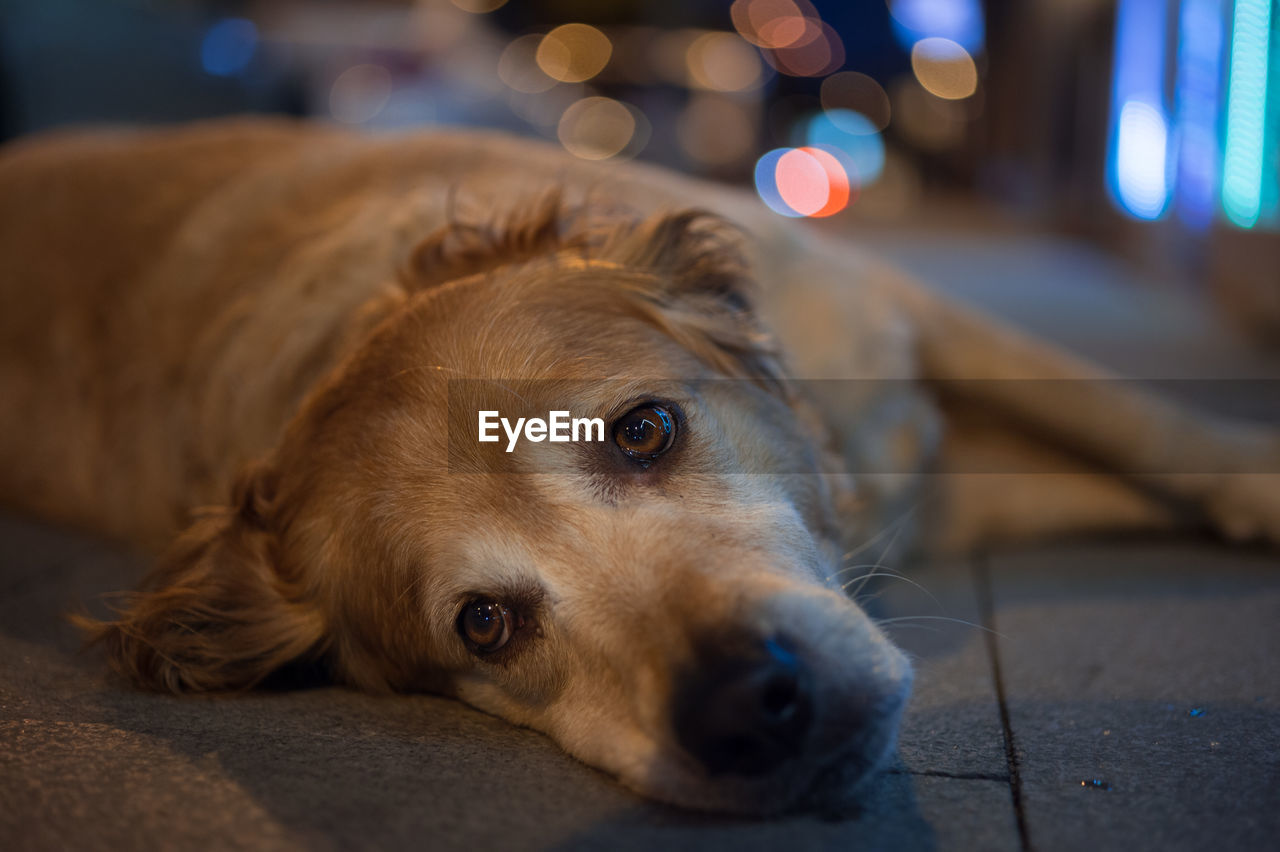 Close-up portrait of golden retriever resting on street at night