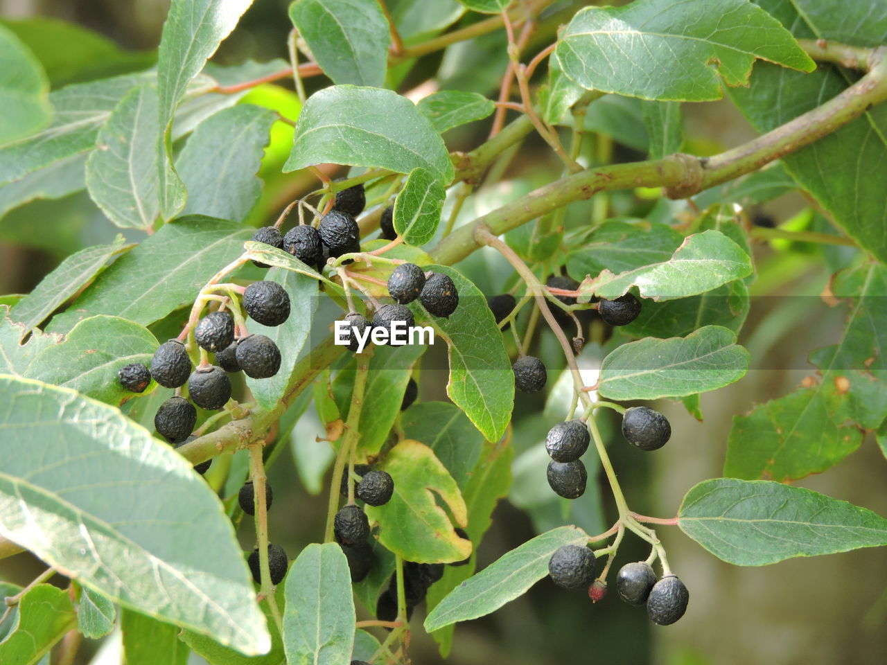 CLOSE-UP OF PLANTS