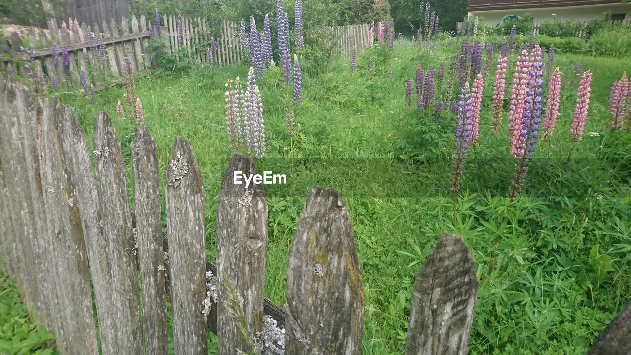 Flowers and plants growing on field by wooden fence