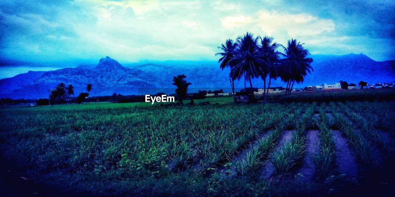 SCENIC VIEW OF FARM AGAINST SKY