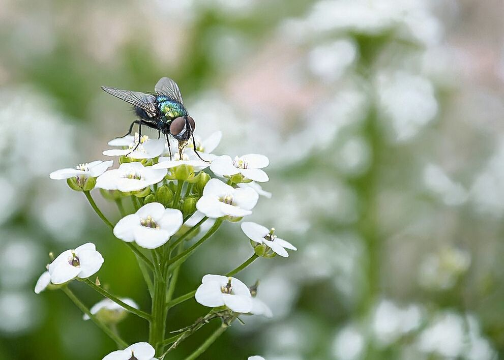 Insect on white flowers in forest