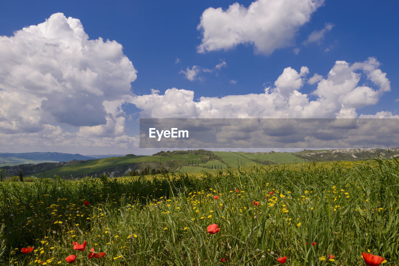 sky, plant, landscape, environment, cloud, grassland, field, flower, land, beauty in nature, nature, flowering plant, plain, prairie, scenics - nature, grass, rural scene, freshness, meadow, horizon, natural environment, no people, wildflower, red, blue, horizon over land, rural area, agriculture, growth, tranquility, summer, poppy, steppe, non-urban scene, sunlight, tranquil scene, springtime, outdoors, day, green, crop, tree, idyllic, travel, pasture, multi colored, backgrounds, mountain, urban skyline, fragility, abundance, yellow, environmental conservation, cloudscape, sunny, vibrant color, food, travel destinations, social issues, food and drink, cereal plant, farm, barley, blossom, flower head, sun