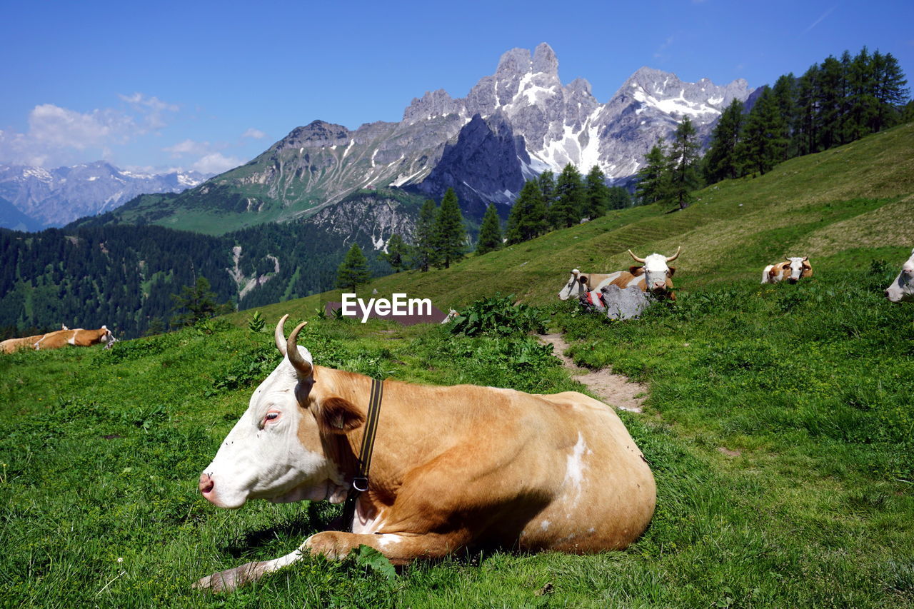 COWS GRAZING ON FIELD AGAINST SKY