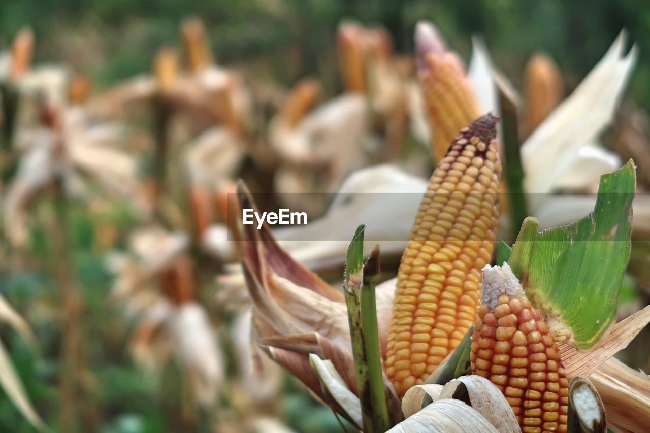 CLOSE-UP OF FRESH CORN