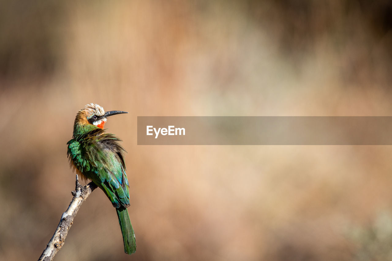 CLOSE-UP OF BIRD PERCHING ON PLANT