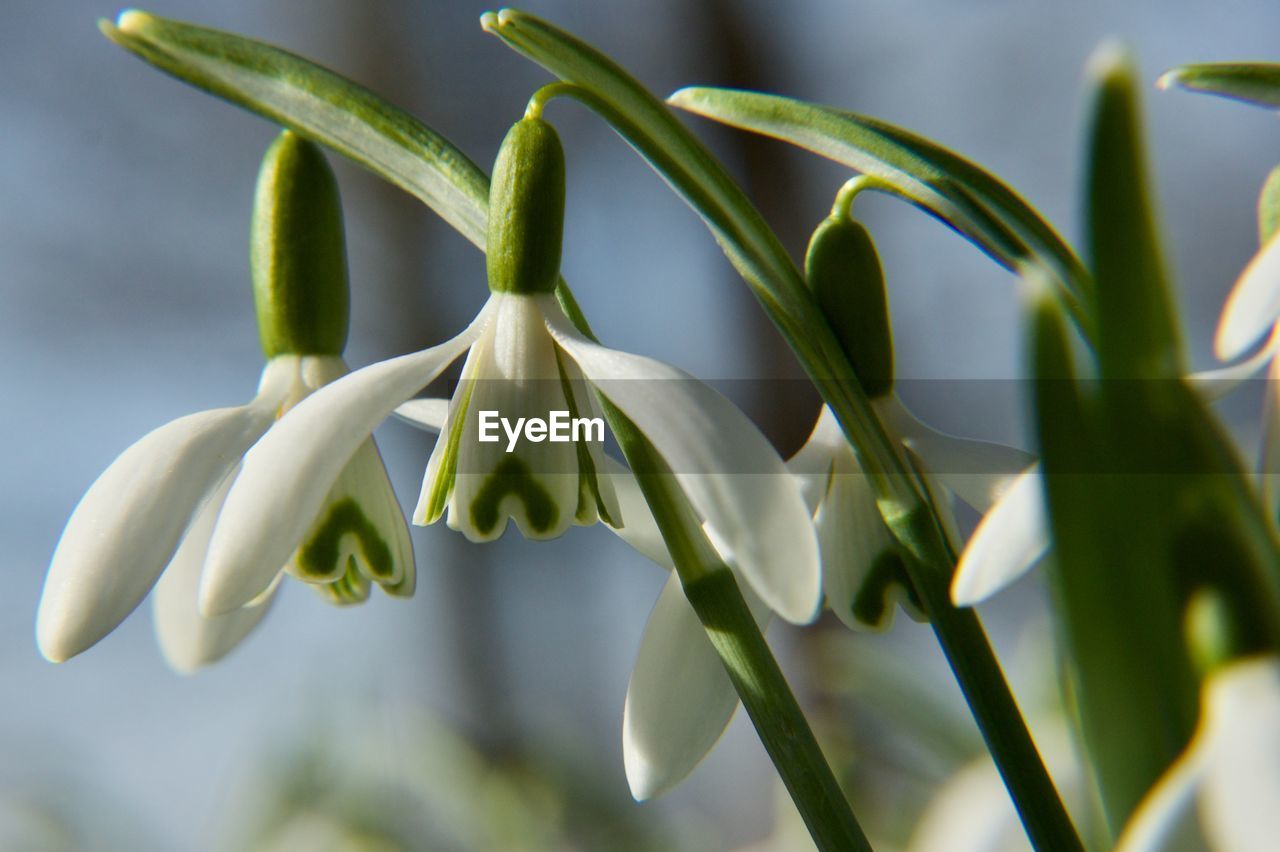 Close-up of white flowering plant