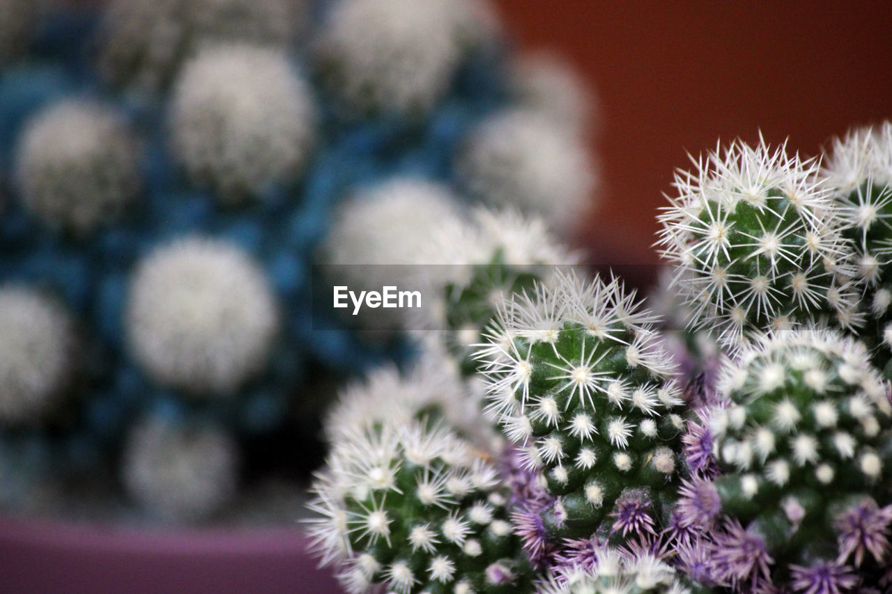 Close-up of cactus plant