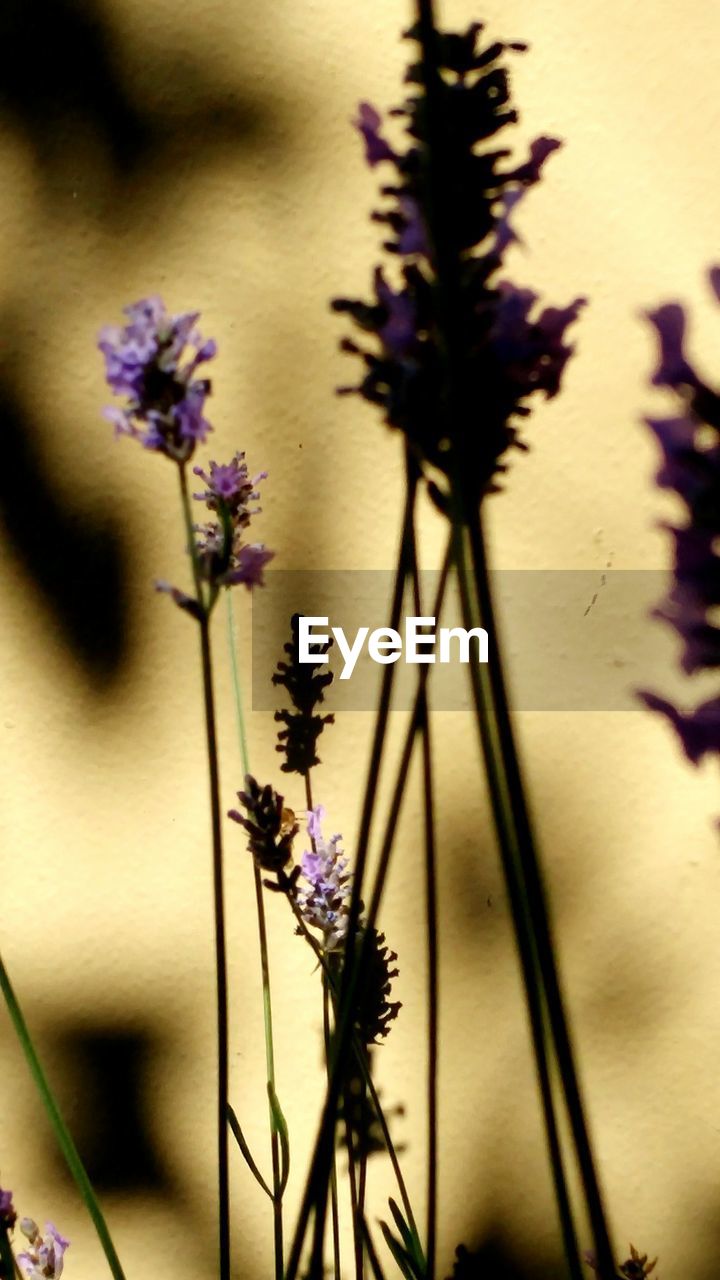 CLOSE-UP OF PURPLE FLOWERS