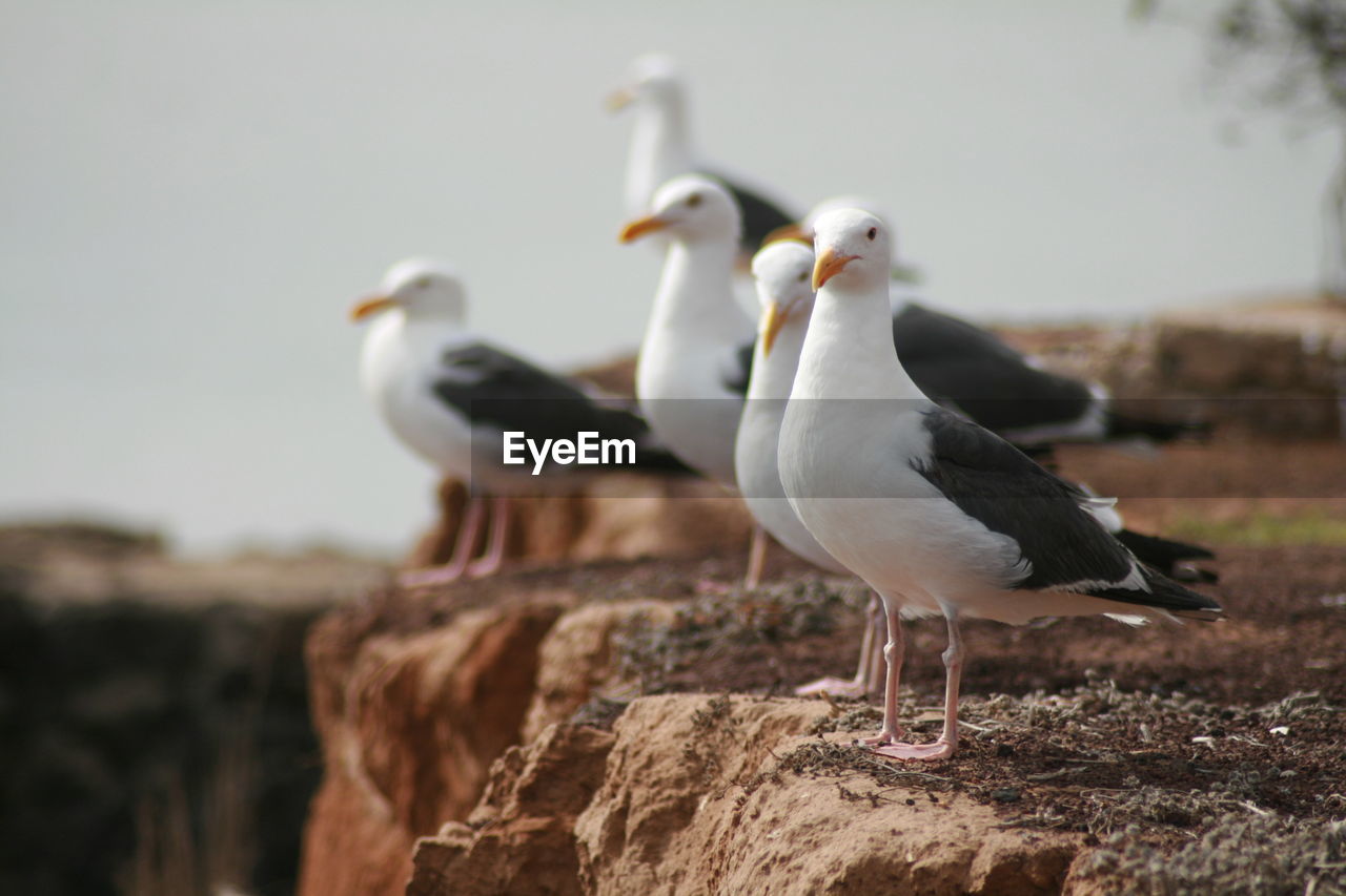 Seagulls perching on rock