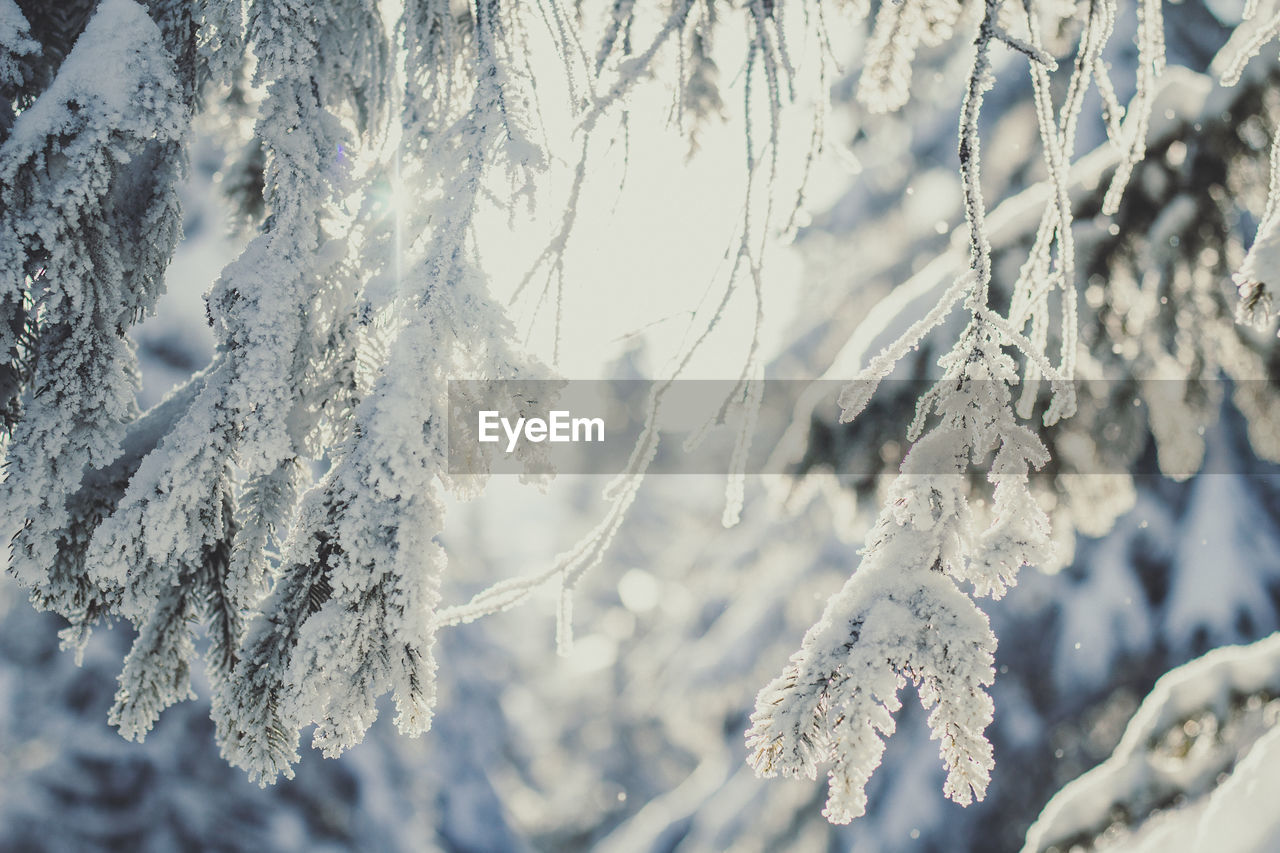 Close up fir branches covered with snow concept photo