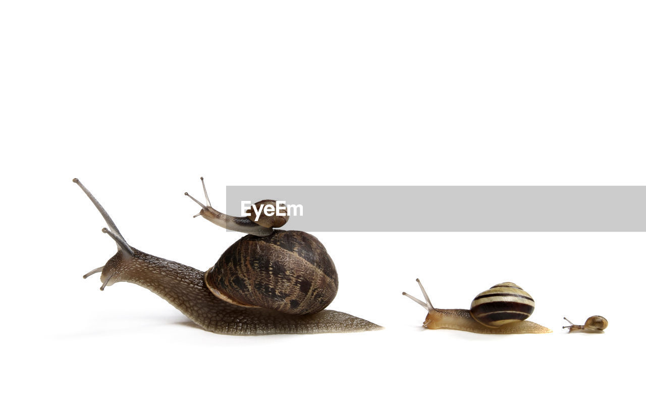 Close-up of snails over white background