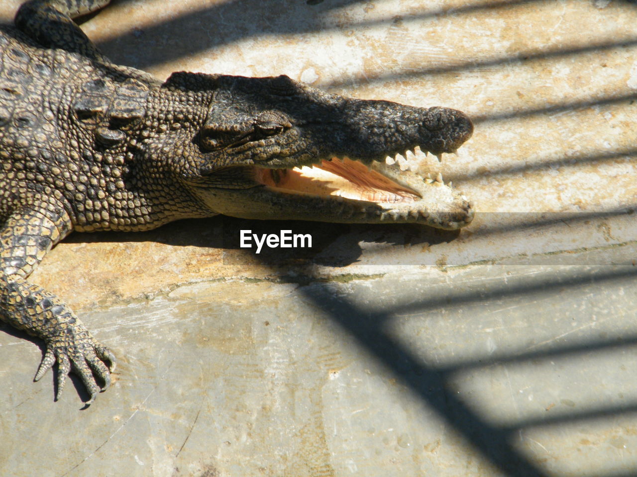 Close-up of crocodile on floor