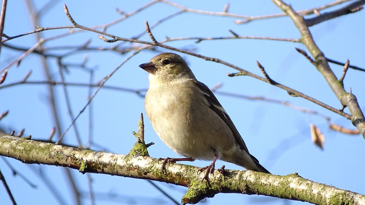 LOW ANGLE VIEW OF BIRD PERCHING ON TREE