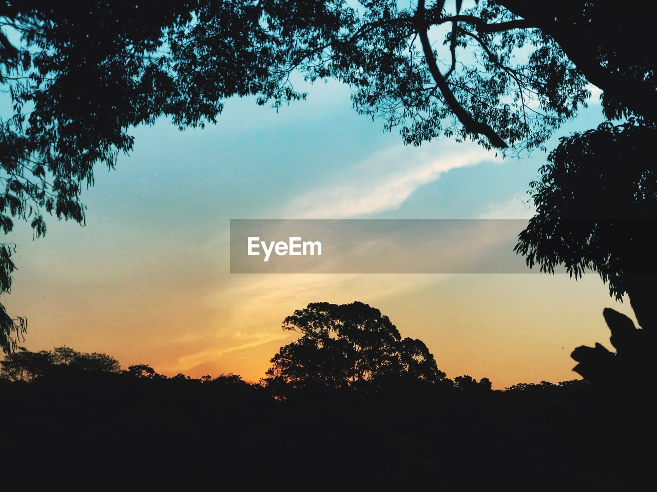 LOW ANGLE VIEW OF SILHOUETTE TREES IN FOREST AGAINST SKY