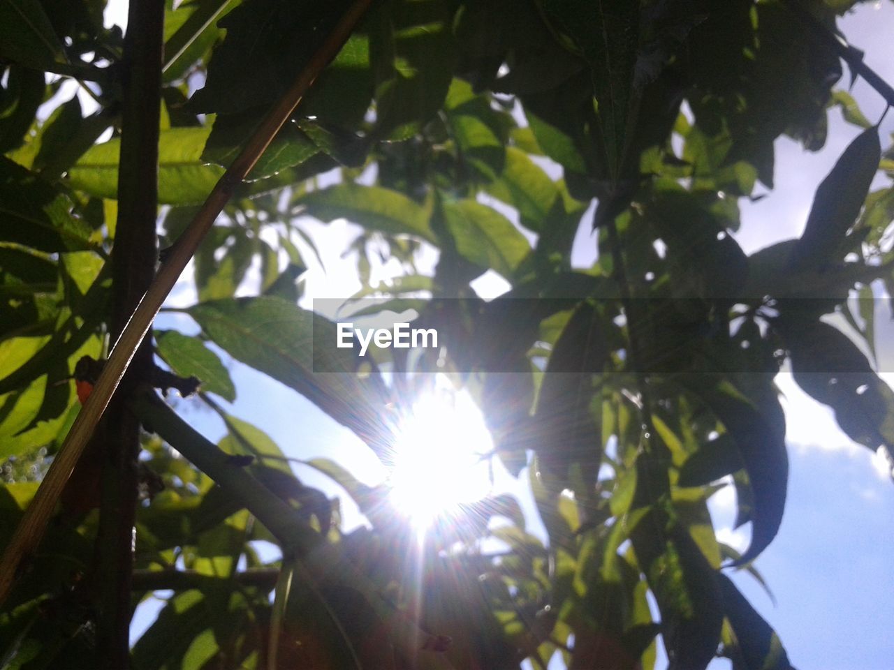 LOW ANGLE VIEW OF TREE AGAINST SUN