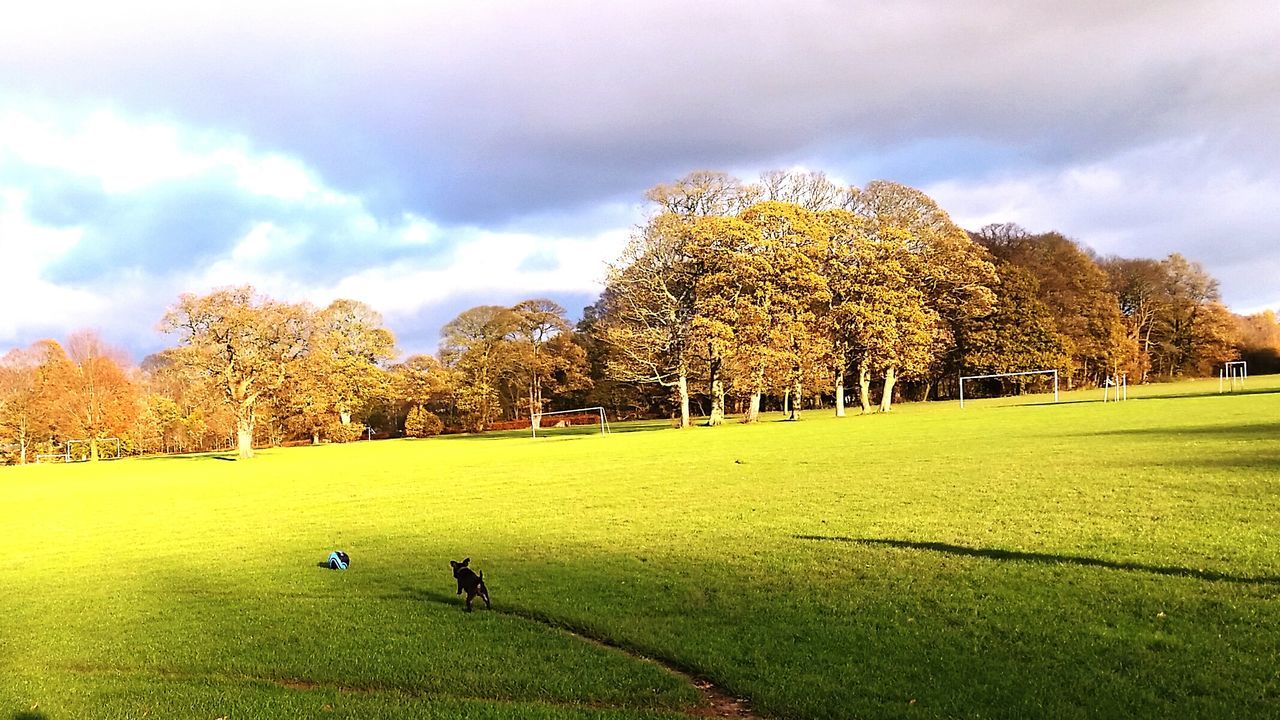 Rear view of a dog running on landscape