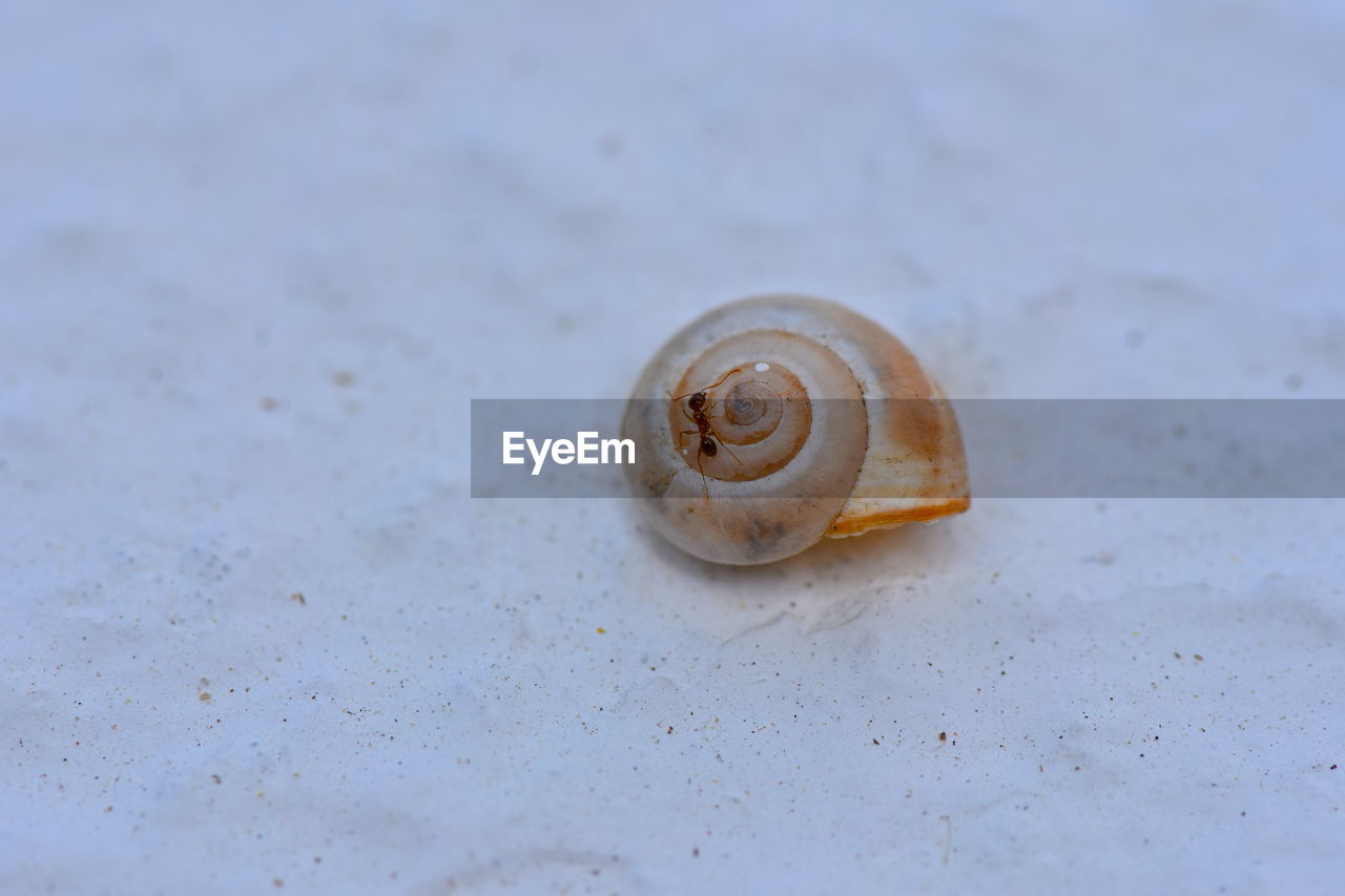 SHELLS ON SANDY BEACH