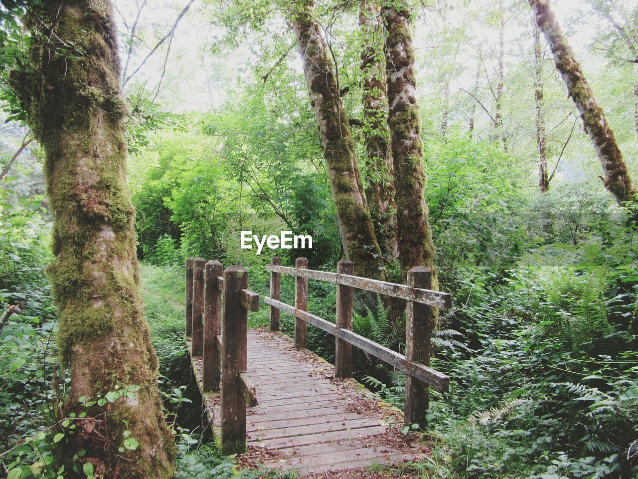 Narrow footbridge along trees