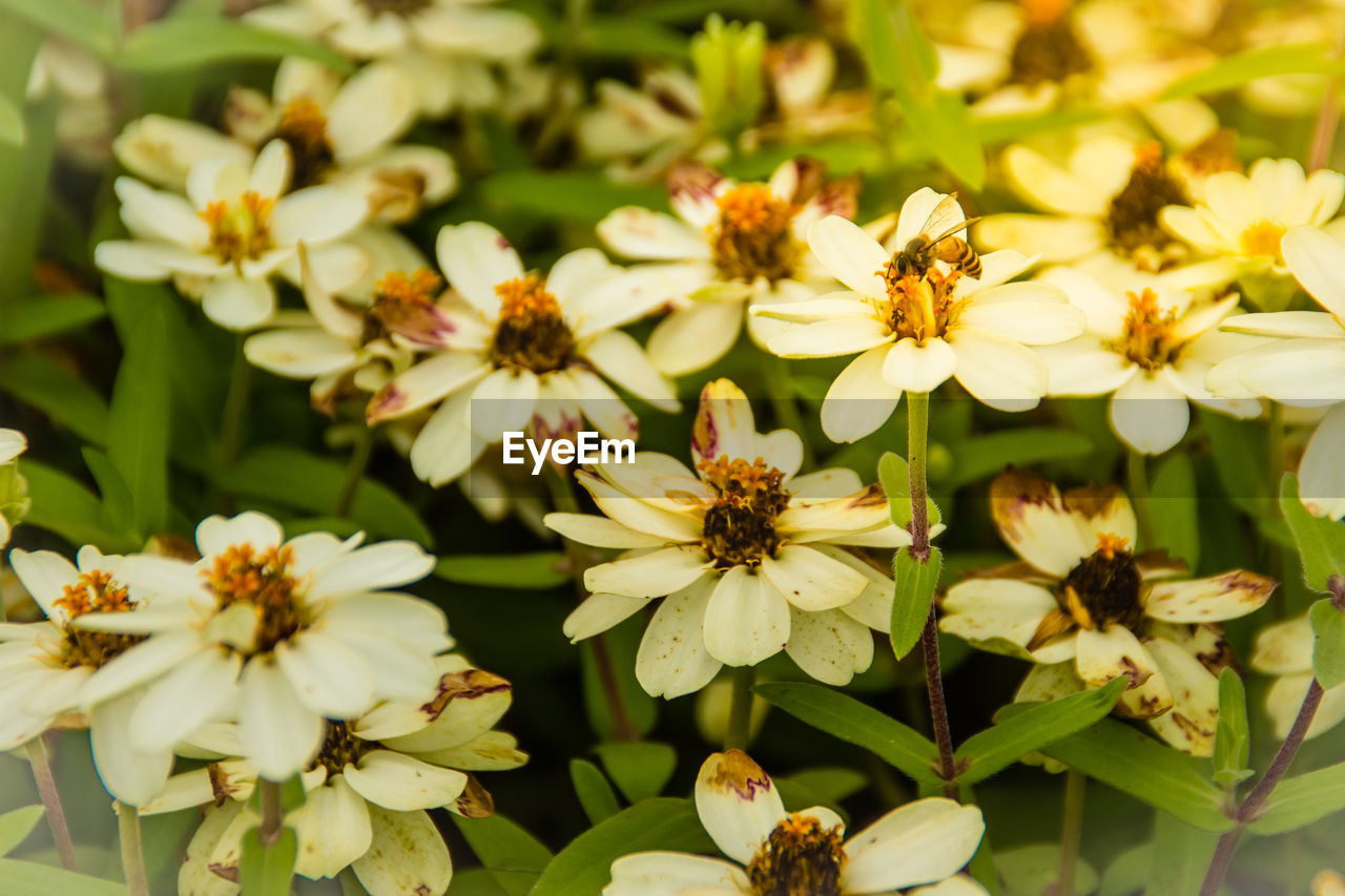 CLOSE-UP OF BEE POLLINATING ON WHITE FLOWERING