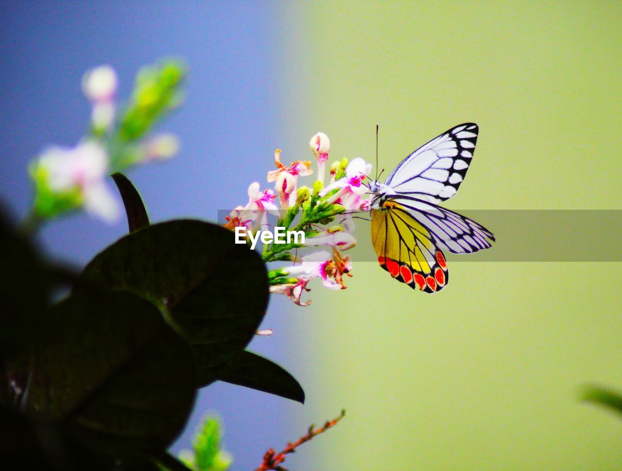 BUTTERFLY POLLINATING FLOWER