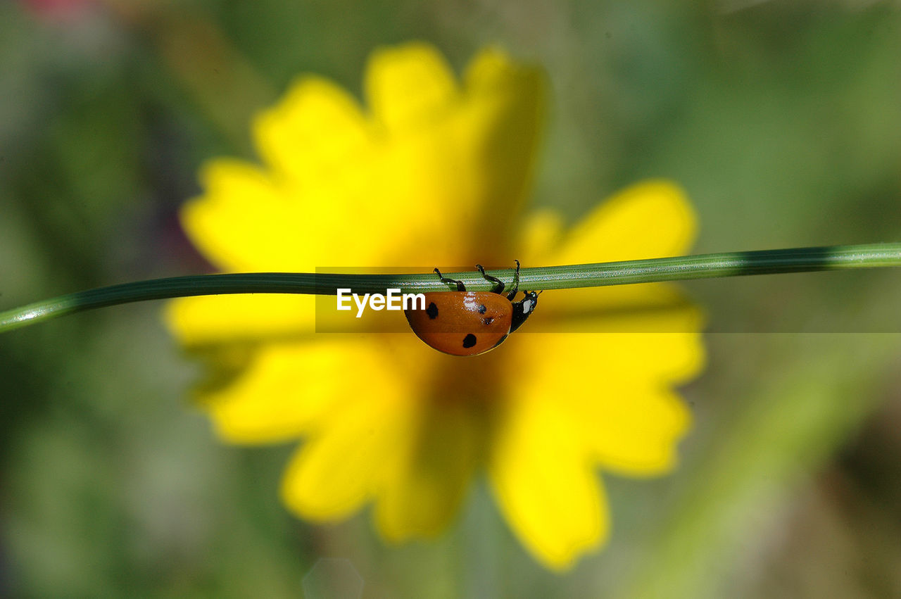 Close-up of insect on plant