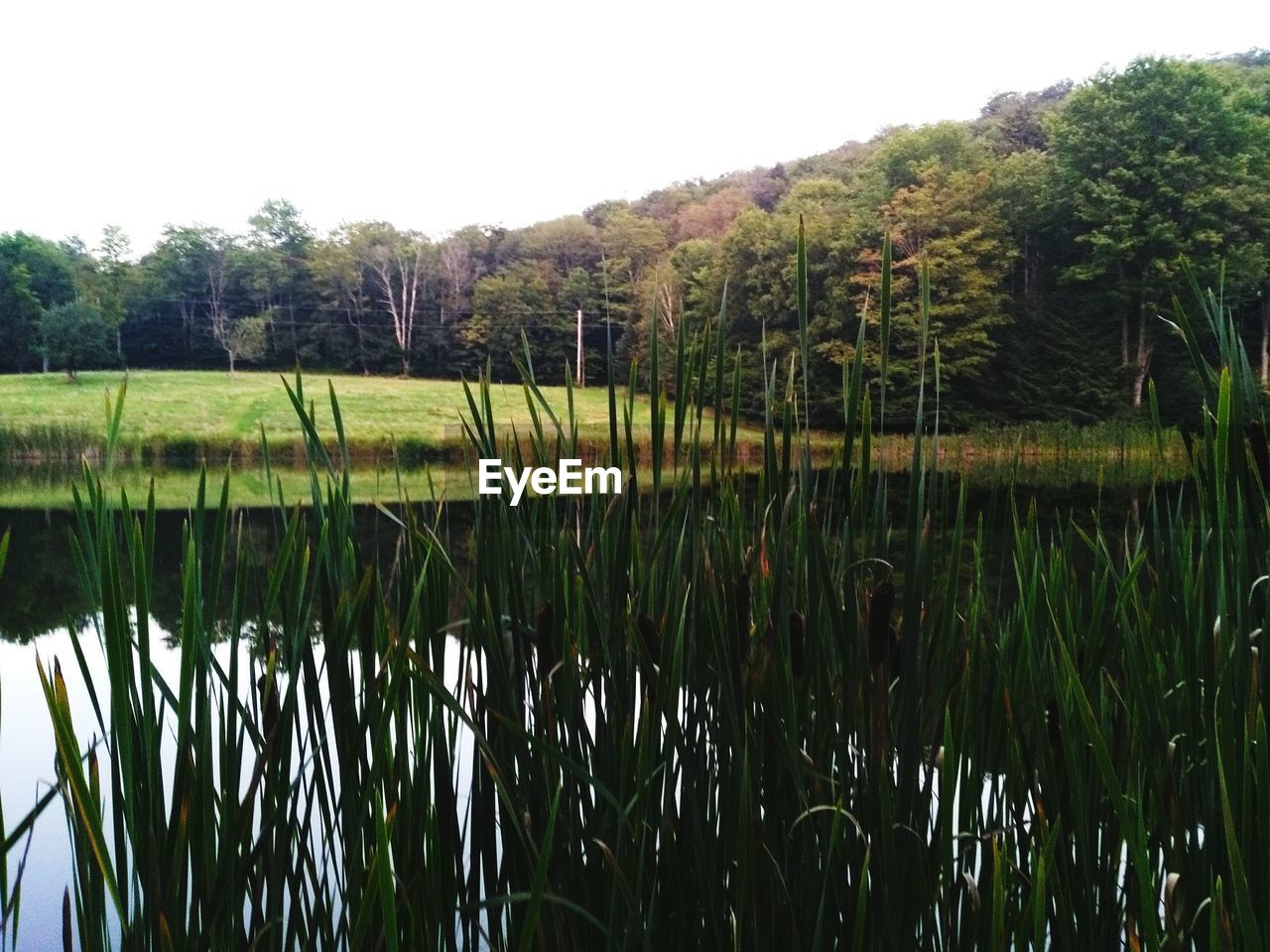 SCENIC VIEW OF LAKE AGAINST TREES