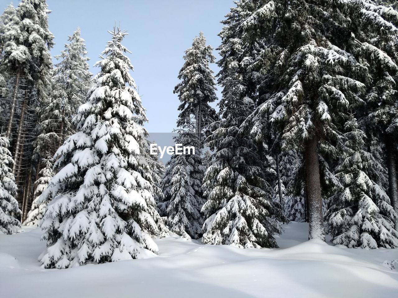 SNOW COVERED PINE TREES DURING WINTER