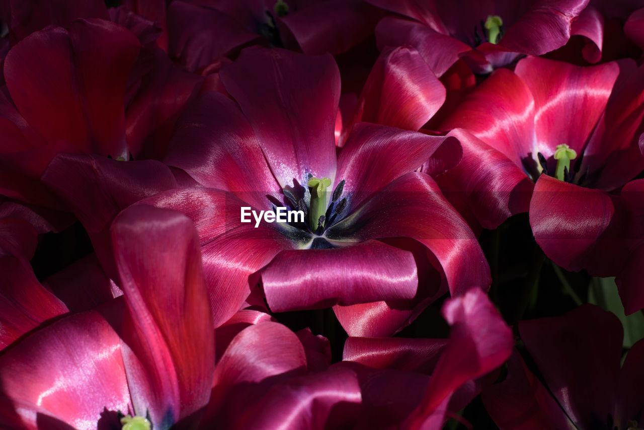 Full frame shot of red flowers