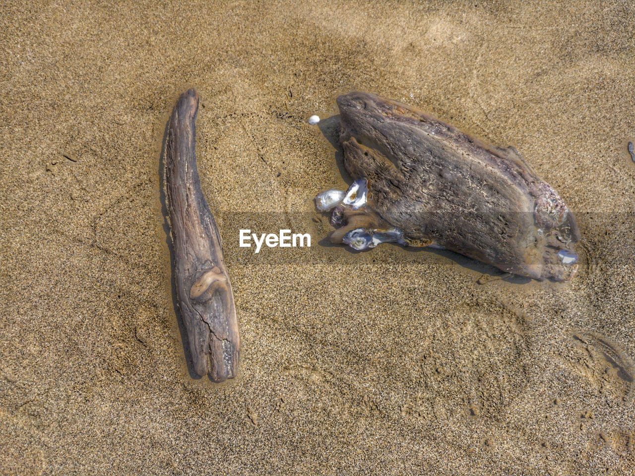 HIGH ANGLE VIEW OF DEAD FISH ON SAND