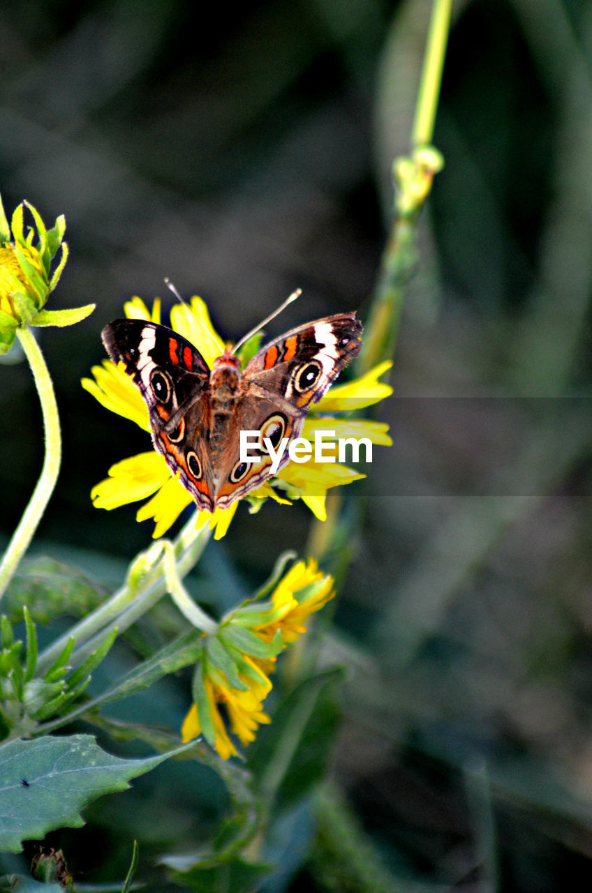 High angle view of butterfly perching on yellow flower