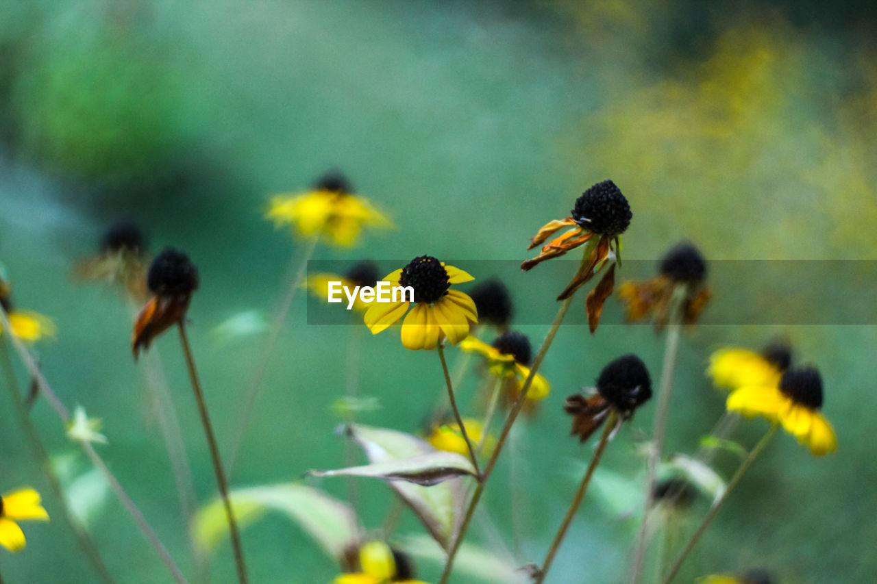 Close-up of yellow flowers blooming outdoors