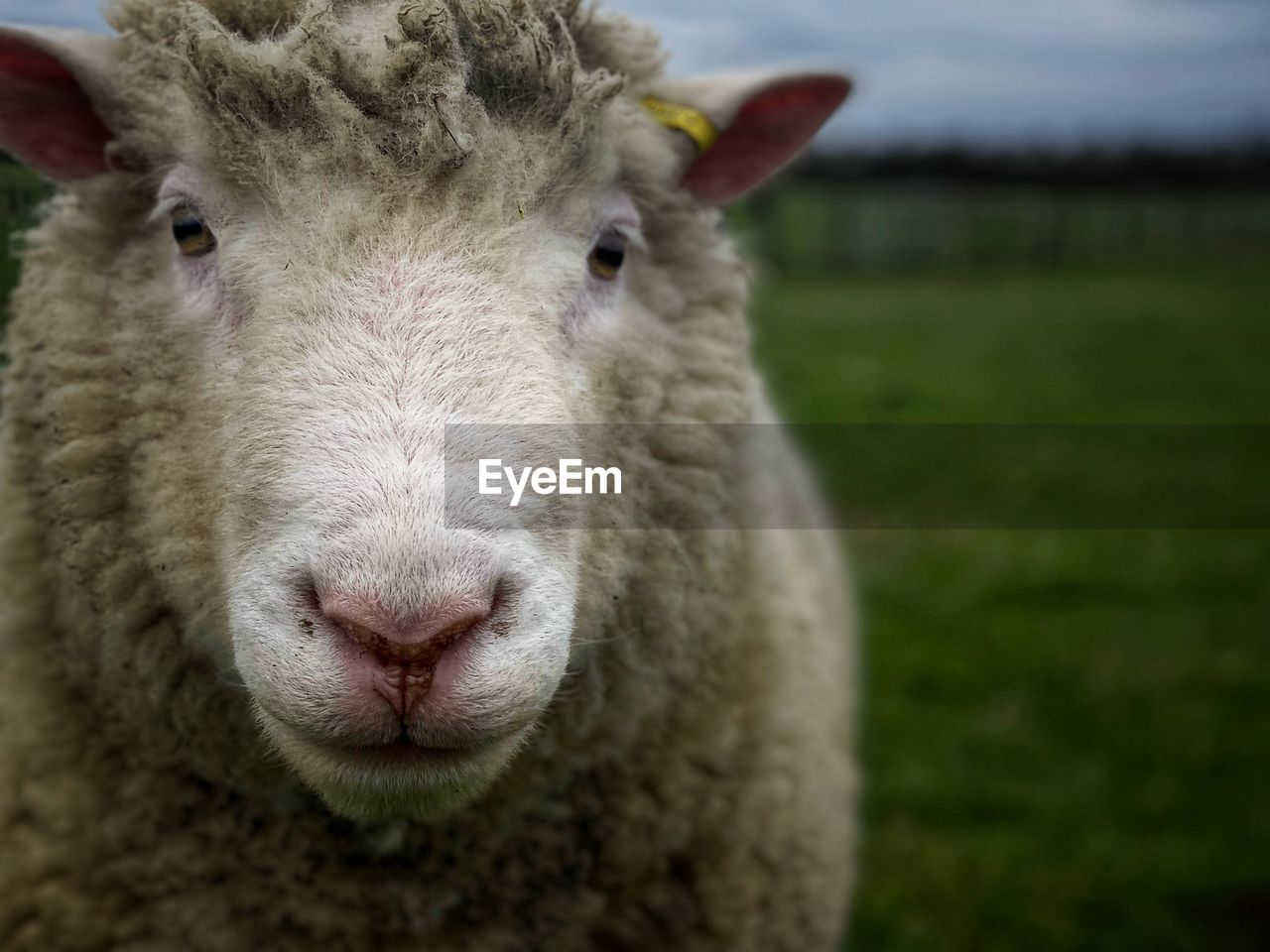 mammal, animal themes, animal, livestock, domestic animals, sheep, portrait, one animal, pet, pasture, looking at camera, agriculture, close-up, animal body part, no people, grass, focus on foreground, nature, animal head, plant, rural scene, wool, farm, landscape, day, field, outdoors, front view, land