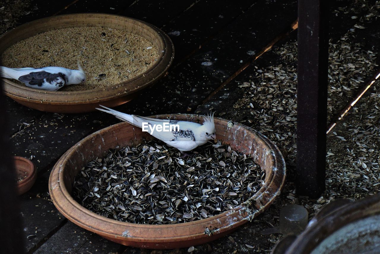 High angle view of birds pecking food in container