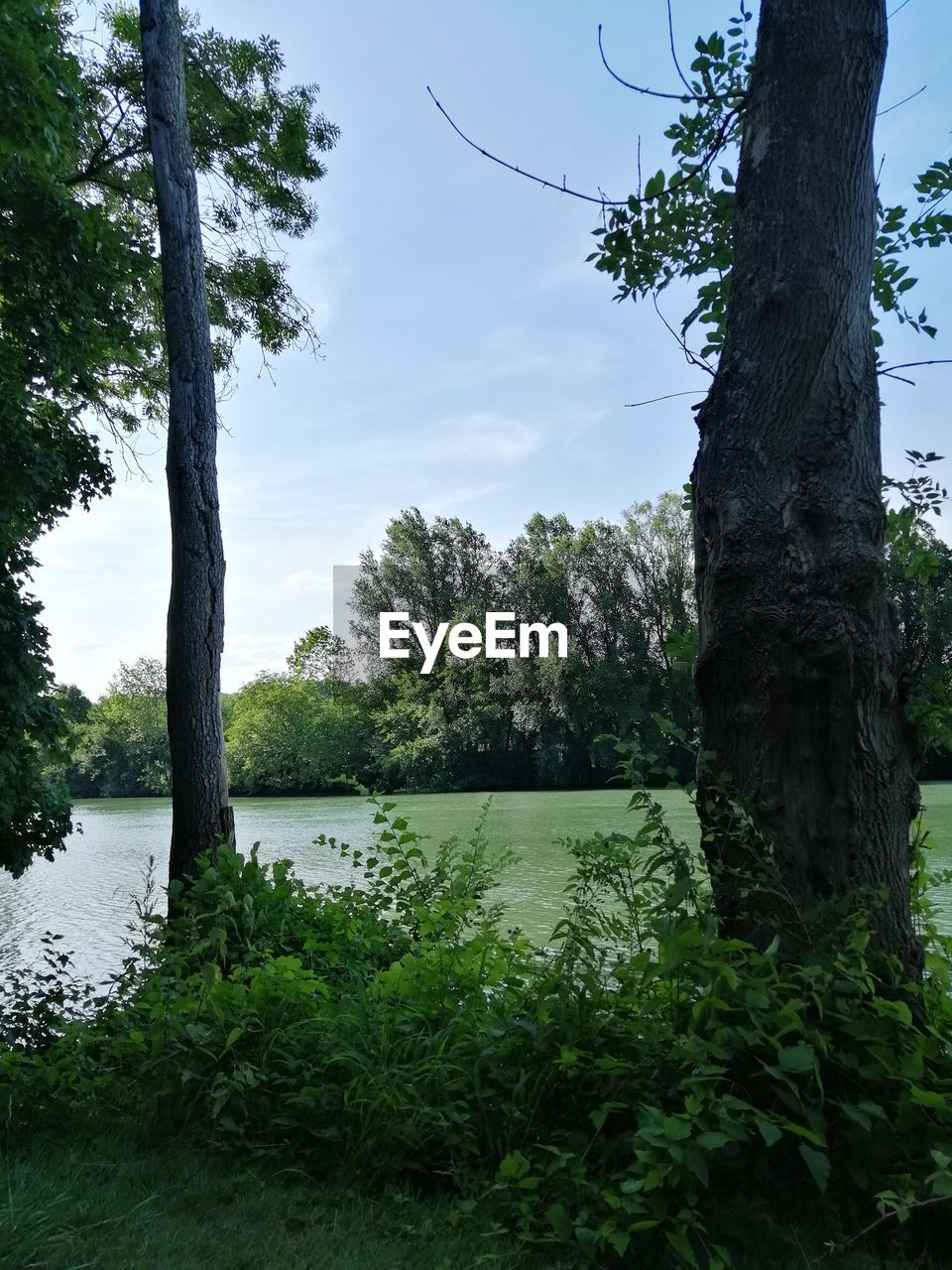 SCENIC VIEW OF LAKE AGAINST TREES