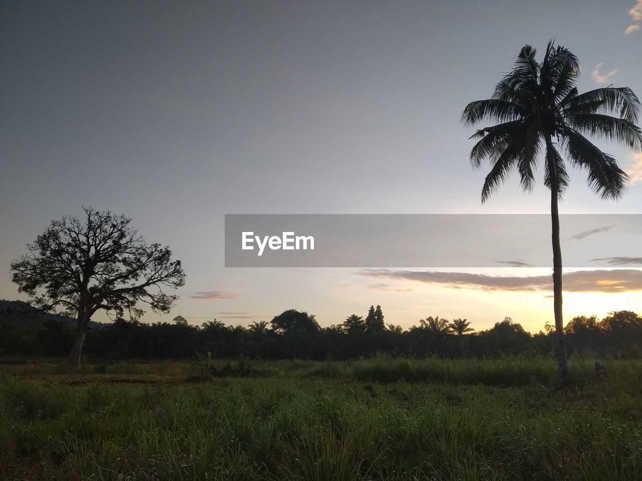 SILHOUETTE PALM TREES ON FIELD AGAINST SKY