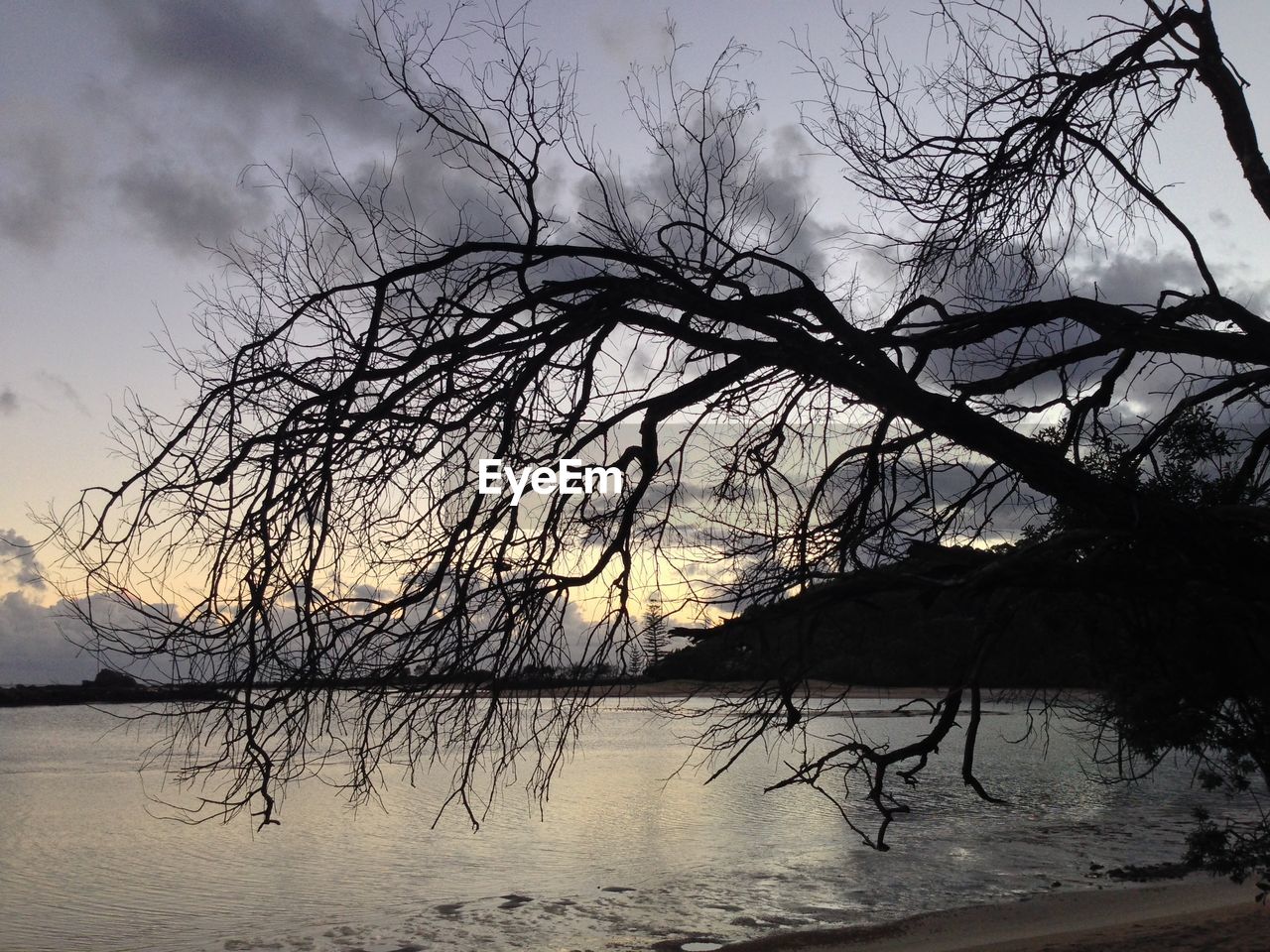 Bare tree on beach during sunset